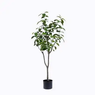 Fake Tea Olive Tree