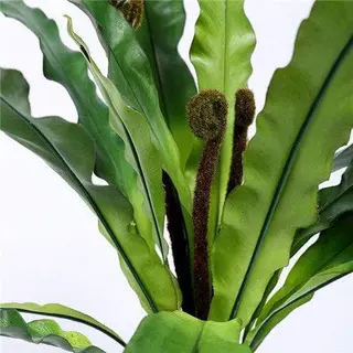Artificial Bird's Nest Fern