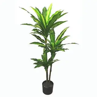 Realistic Looking Dracaena Fragrans Plant