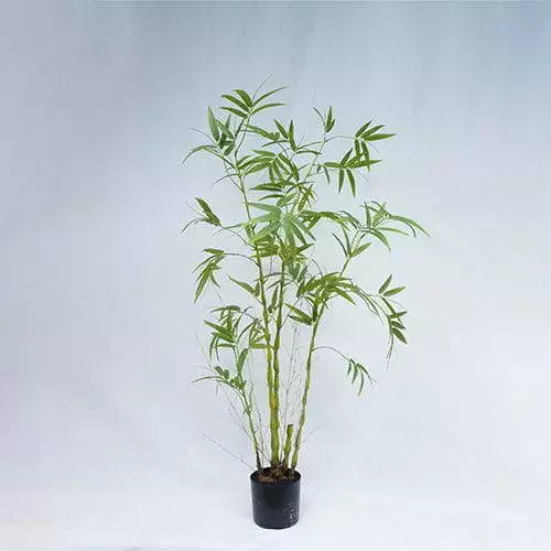 Realistic Manmade Bambusa Ventricosa McClure, 150CM