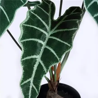 Artificial Alocasia Amazonica