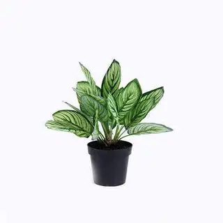 Artificial Calathea Sanderiana