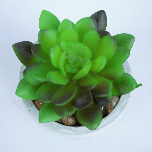 Mini Potted Succulent Plant 11 CM