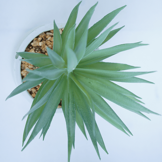 Mini Potted Succulent Plant 20 CM