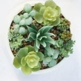 Faux Green Succulent Plant 15CM