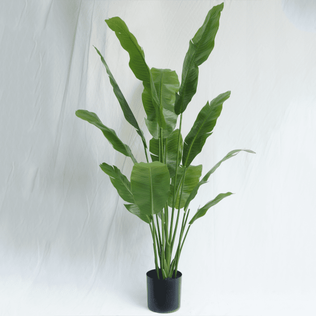 Artificial Musa Basjoo Bonsai 165CM