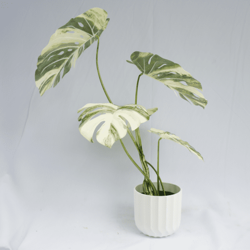 Artificial Monstera Deliciosa Variegata Tree 80 CM