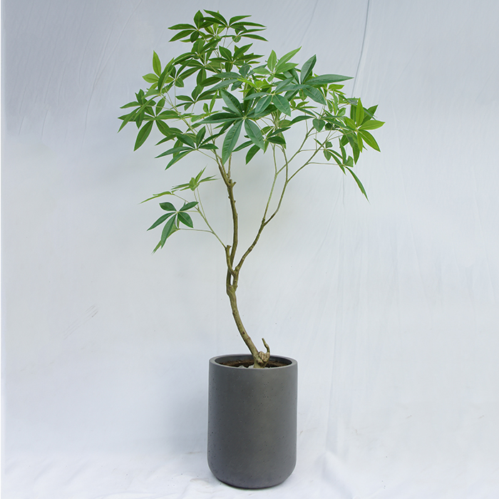 Artificial Pachira Aquatica 150 CM