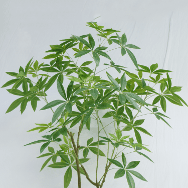 Artificial Pachira Aquatica 150 CM