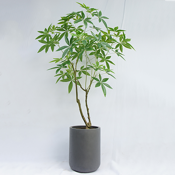Artificial Malabar Chestnut 150 CM