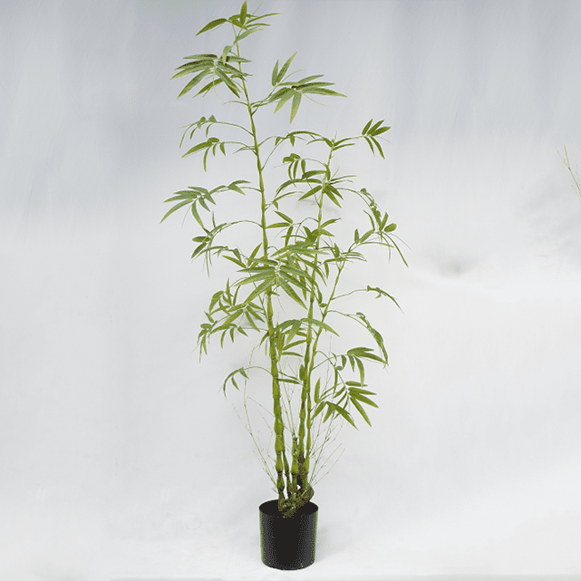 Artificial Bambusa Ventricosa Kimmei 180CM