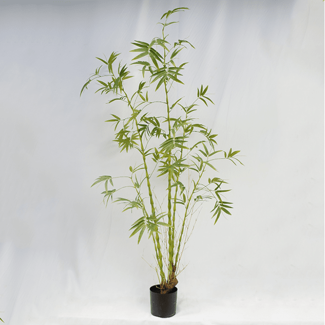 Artificial Bambusa Ventricosa Kimmei 210CM