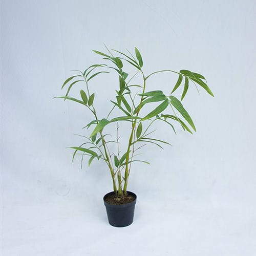 Imitation 60CM Bambusa Ventricosa Kimmei