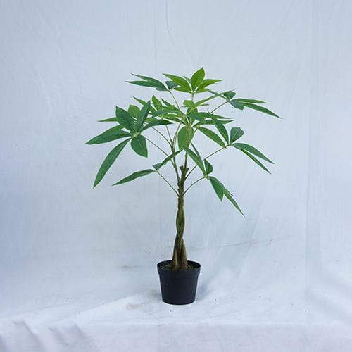 Man-made Pachira Macrocarpa, 60CM
