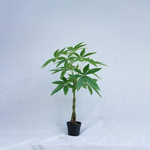 Replica Guiana Chestnut For Home Decoration, 70CM