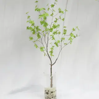 Artificial Enkianthus Perulatus 150CM