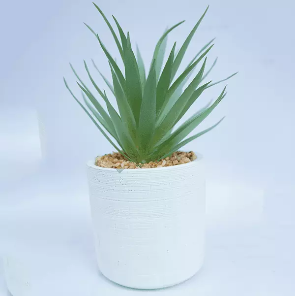 Mini Potted Succulent Plant 20 CM
