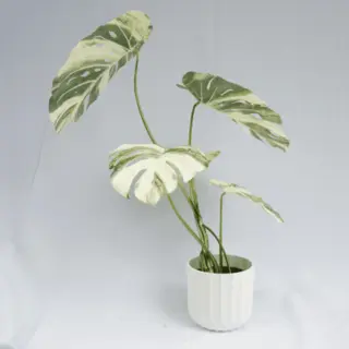 Artificial Monstera Deliciosa Variegata Tree 80 CM