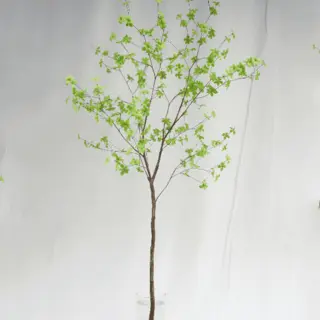 Artificial Enkianthus Perulatus 210CM
