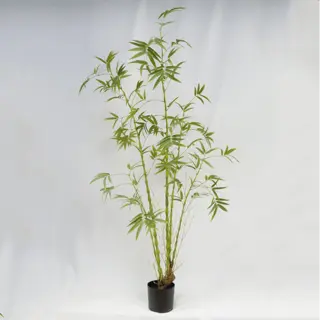 Artificial Bambusa Ventricosa Kimmei 210CM