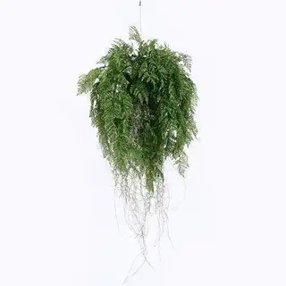 Plastic Hanging Ferns