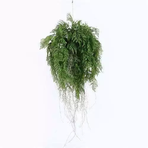Plastic Hanging Ferns
