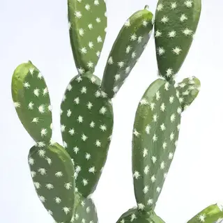 Artificial  Tabletop Cactus 48 CM