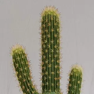 Artificial San Pedro Cactus, 85 CM