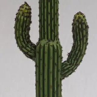 Tabletop Succulents Plants 60 CM