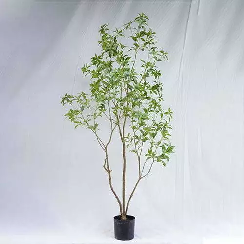 Popular Artificial Pieris Japonica Tree, 210CM
