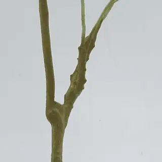 Artificial Malabar Chestnut 180CM