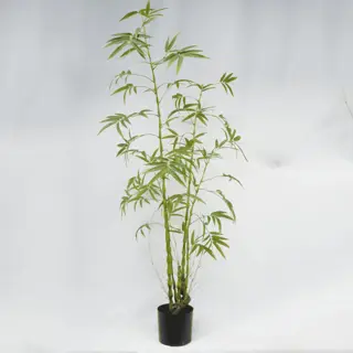 Artificial Bambusa Ventricosa Kimmei 180CM