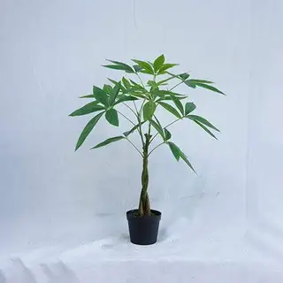 Man-made Pachira Macrocarpa, 60CM