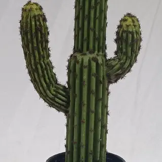 Tabletop Succulents Decor  46 CM