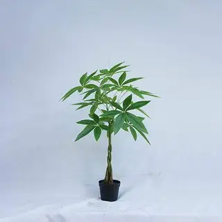 Replica Guiana Chestnut For Home Decoration, 70CM