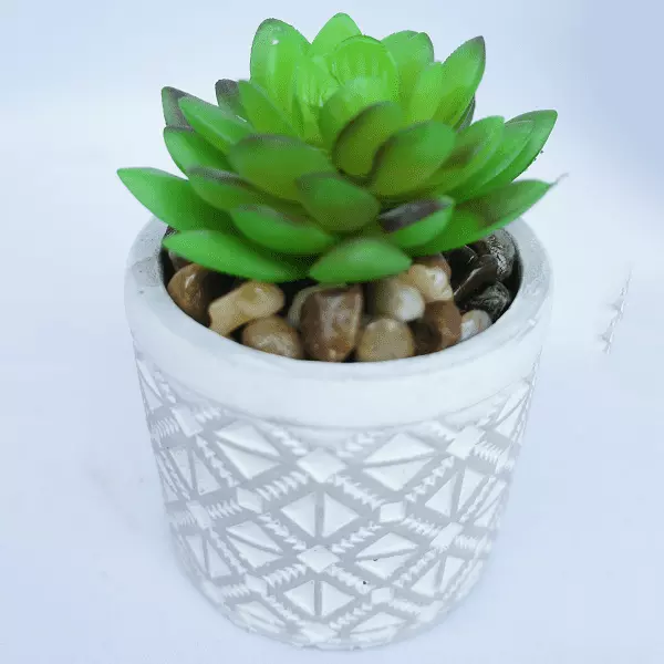 Mini Potted Succulent Plant 11 CM