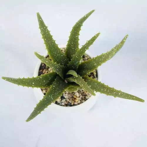 Fake Aloe Succulents, 35CM