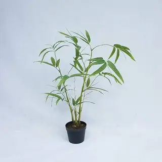 Imitation 60CM Bambusa Ventricosa Kimmei