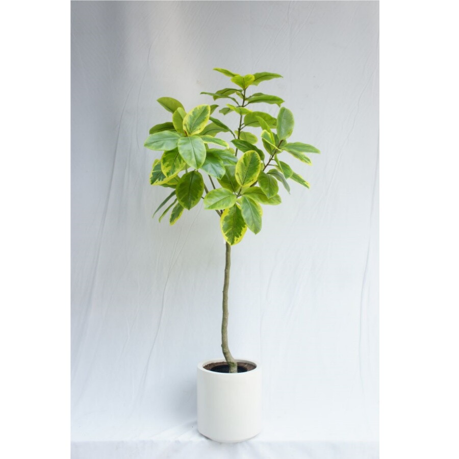 Artificial Lifelike Ficus Altissima, 150CM