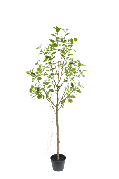 Artificial Ficus Plant with Variegated Leaves
