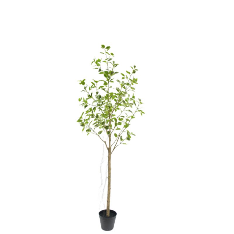 Potted Indoor Ficuses with Variegated Leaves, 150 CM