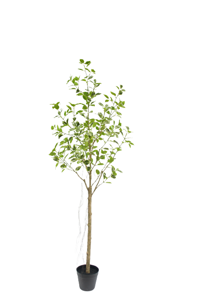 Lifelike Ficus Tree 
