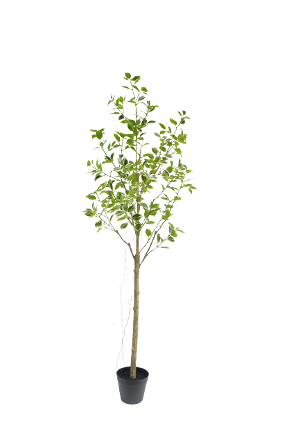 Variegated Ficus Trees
