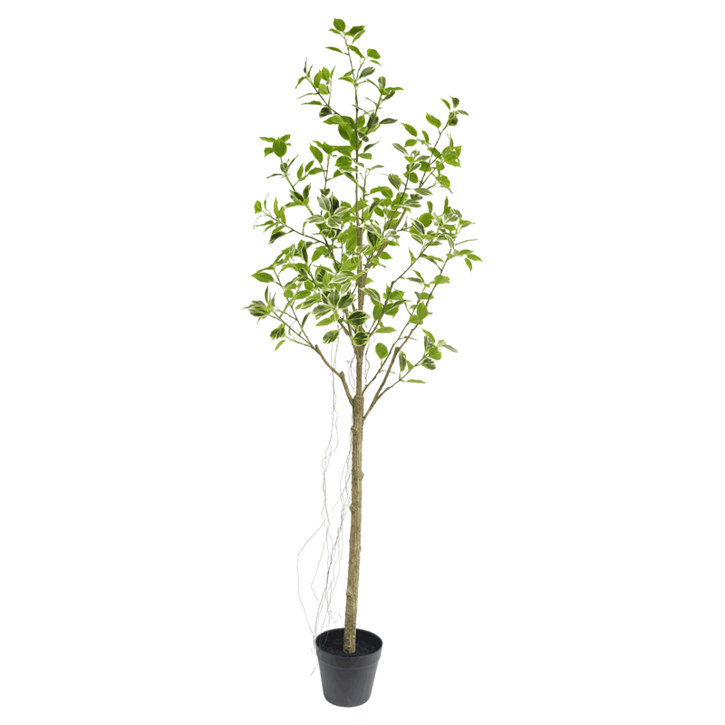 Faux Variegated Ficus Trees with Pot, 180 CM