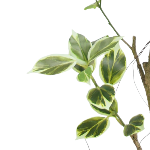 Faux Potted Ficus Trees