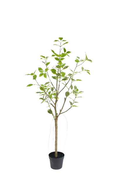 Artificial Ficus Tree in Black Plastic Pot