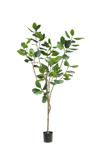 230CM Potted Ficus Tree