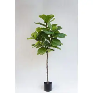 Artificial Plastic Ficus Lyrata, 150 CM