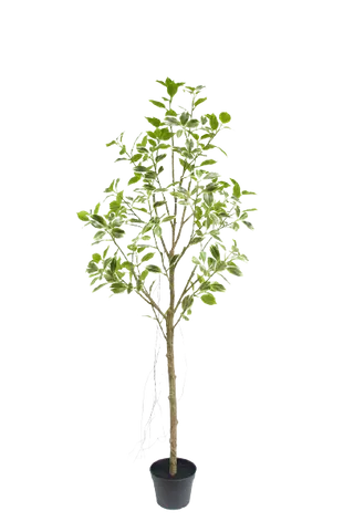 Artificial Ficus Plant with Variegated Leaves