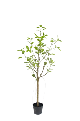 Artificial Ficus Tree in Black Plastic Pot